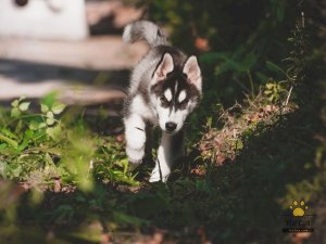 Hội Yêu Cún, Cẩm nang chăm sóc cún, tìm chó lạc, tìm chủ yêu thương